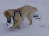 Golden Retriever Foto: aaaahhh... schwer, der sandsack ;) (ID 9047) Golden Retriever Hund
