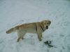 Golden Retriever Foto: Cora (ID 9232) Golden Retriever Hund