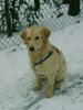 Golden Retriever Foto: Im Schnee ist es am allerallerschönsten!!! (ID 9048) Golden Retriever Hund