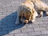 Golden Retriever Foto: Mura und ihr ,, Junges (ID 9520) Golden Retriever Hund