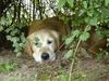Golden Retriever Foto: Nickerchen (ID 17877) Golden Retriever Hund