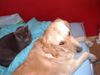 Golden Retriever Foto: Ich bin ganz lieb... (ID 32335) Golden Retriever Hund