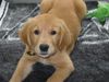 Golden Retriever Foto: Bobby das Plüschtier ( 3 Monate) (ID 7097) Golden Retriever Hund