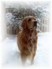 Golden Retriever Foto: Brodie der Kanadier (ID 8756) Golden Retriever Hund
