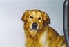 Golden Retriever Foto (ID 12171) Golden Retriever Hund