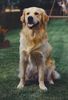 Golden Retriever Foto (ID 12138) Golden Retriever Hund