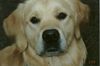Golden Retriever Foto: Buddy, 1 Jahr alt (ID 1723) Golden Retriever Hund