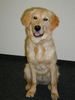 Golden Retriever Foto: Amba 18 Monate (ID 12301) Golden Retriever Hund