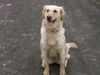 Golden Retriever Foto: SHADOW (ID 8559) Golden Retriever Hund