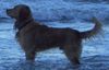 Golden Retriever Foto: Sooo gemütlich bei Herrchen (ID 31667) Golden Retriever Hund