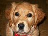 Golden Retriever Foto: Nico 2 1/2 Monate (ID 4142) Golden Retriever Hund