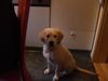 Golden Retriever Foto: Georgi (ID 40208) Golden Retriever Hund