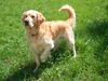 Golden Retriever Foto: Im richtigen Moment (ID 36615) Golden Retriever Hund