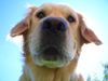 Golden Retriever Foto: Was guxt du? (ID 36616) Golden Retriever Hund