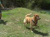 Golden Retriever Foto: Paul (ID 44249) Golden Retriever Hund