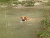 Golden Retriever Hund