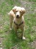 Golden Retriever Foto: Guckgucks :-) (ID 32041) Golden Retriever Hund