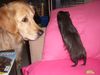 Golden Retriever Foto: wo will 'n der hin!? (ID 32040) Golden Retriever Hund