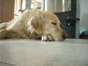 Golden Retriever Foto: Aiko (ID 40941) Golden Retriever Hund
