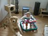 Golden Retriever Foto: Aiko mit Leonie (ID 40942) Golden Retriever Hund