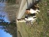 Golden Retriever Foto: Aiko, Balu und Sunny (ID 41044) Golden Retriever Hund