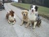 Golden Retriever Foto: Die Drei Muskeltiere Aiko, Balu und -Sunny (ID 41046) Golden Retriever Hund