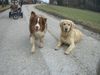 Golden Retriever Foto: Freunde für immer Aiko und Sunny (ID 41045) Golden Retriever Hund