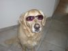 Golden Retriever Foto: ich bin cool (ID 41041) Golden Retriever Hund