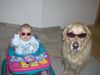 Golden Retriever Foto: Die 2 Agenten 008 (ID 41043) Golden Retriever Hund