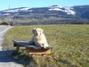 Golden Retriever Foto: Fotomodell Aiko (ID 41042) Golden Retriever Hund