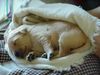 Golden Retriever Foto: Calvin from Cincinnati (ID 17768) Golden Retriever Hund