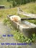 Golden Retriever Foto: Calvin from Cincinnati (ID 17770) Golden Retriever Hund