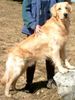 Golden Retriever Foto (ID 17794) Golden Retriever Hund