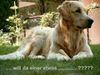 Golden Retriever Foto: Calvin from Cincinnati (ID 17697) Golden Retriever Hund