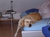 Golden Retriever Foto: Ach, ist das alles anstrengend... (ID 32334) Golden Retriever Hund