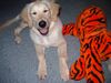 Golden Retriever Hund