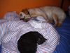 Golden Retriever Foto: Cassy mit meiner kleinen Ronja... (ID 7331) Golden Retriever Hund