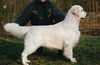 Golden Retriever Hund