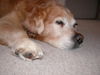 Golden Retriever Foto: schnarch (ID 28541) Golden Retriever Hund