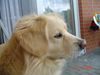 Golden Retriever Foto: Chicco (ID 11501) Golden Retriever Hund