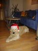 Golden Retriever Foto: Weihnachten hätten wir für heuer wieder geschafft! (ID 35991) Golden Retriever Hund