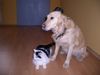 Golden Retriever Foto: Mein Name ist Juli und Daß ist mein kleiner Freund (ID 11376) Golden Retriever Hund
