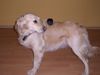Golden Retriever Foto: Mein Name ist Juli und Daß ist mein kleiner Freund (ID 11377) Golden Retriever Hund