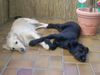 Golden Retriever Foto: Mein Name ist Juli und Daß ist mein kleiner Freund (ID 11378) Golden Retriever Hund