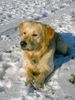 Golden Retriever Foto: Cisco: (ID 32989) Golden Retriever Hund