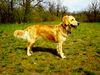 Golden Retriever Foto: Ginger 2 Jahre (ID 10677) Golden Retriever Hund