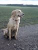 Golden Retriever Foto: Dusty 6 Jahre (ID 1789) Golden Retriever Hund