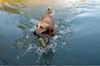 Golden Retriever Foto: Meine Ginger beim Apport (ID 5918) Golden Retriever Hund