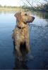 Golden Retriever Foto: Ginger liebt das Wasser!!! (ID 5919) Golden Retriever Hund