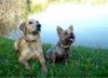 Golden Retriever Foto: Golden Hündin Ginger und Yorkie Rüde Dusty: Zwei absolute Wasserratten (ID 5920) Golden Retriever Hund